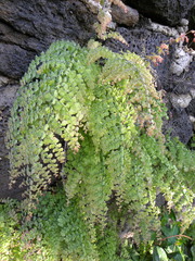 Adiantum concinnum