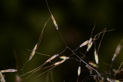 Capillipedium parviflorum