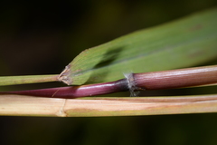 Capillipedium parviflorum