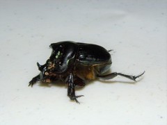 Coprophanaeus pluto pluto