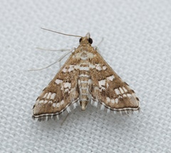 Sameodes