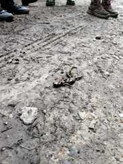Salamandra salamandra
