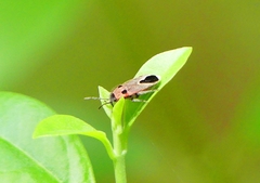 Melanotelus bipunctatus