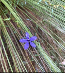 Cheiranthera parviflora