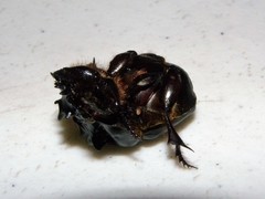 Coprophanaeus pluto pluto