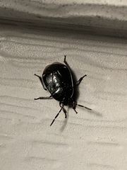 Sehirus cinctus albonotatus