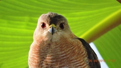 Accipiter badius