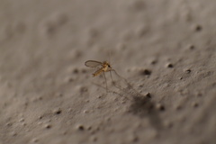 Phlebotominae