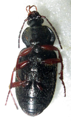 Epigraphus adoxus