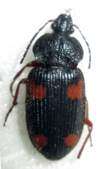 Epigraphus adoxus