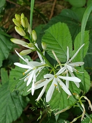 Anthericum liliago