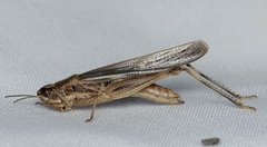 Aiolopus thalassinus dubius