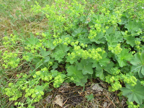 Image of Alchemilla subcrenata by (c) Эльмира, some rights reserved (CC BY)