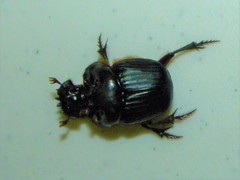 Coprophanaeus pluto pluto