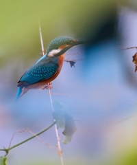 Alcedo atthis