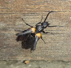 Insecta