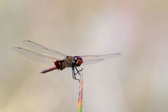 Tramea stenoloba