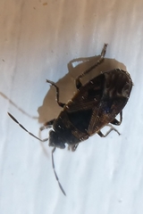 Trapezonotus desertus