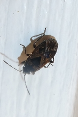 Trapezonotus desertus