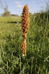 Orobanche elatior
