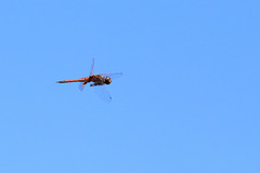 Tramea stenoloba