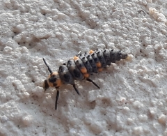 Coccinella septempunctata