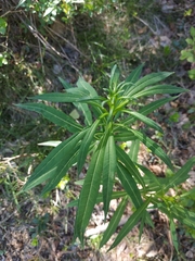 Chamaenerion angustifolium