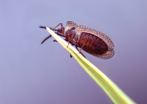 Juodaūsė Sietblakė nuotrauka