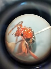 Rhagiini
