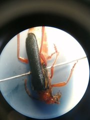 Rhagiini