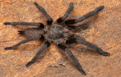 Chilobrachys