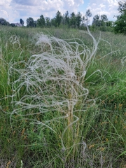 Stipa borysthenica
