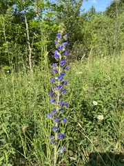 Echium vulgare