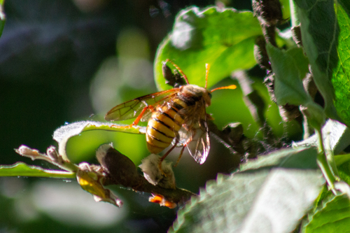 Willow Sawfly