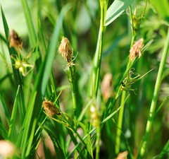 Carex longirostrata