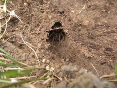 Tasmanicosa godeffroyi