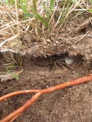 Tasmanicosa godeffroyi