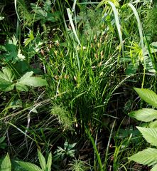 Carex longirostrata