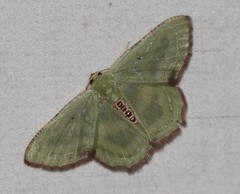 Metallochlora lineata