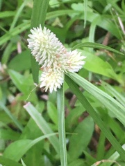 Cyperus sesquiflorus