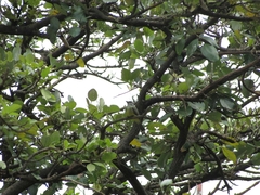 Tyrannus melancholicus