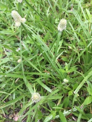 Cyperus sesquiflorus