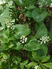 Maianthemum bifolium