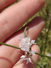 Cephalaria joppensis