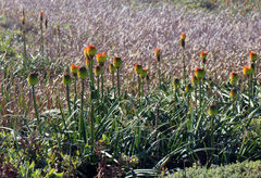Kniphofia rooperi