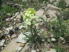 Erysimum flavum