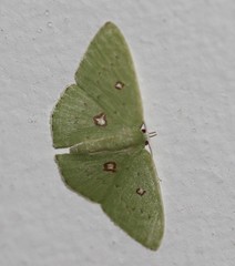 Comostola leucomerata