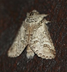 Antithemerastis acrobela