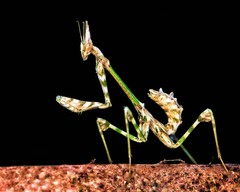 Empusa