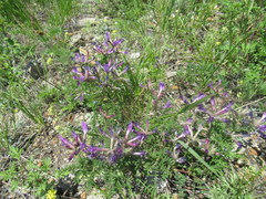 Astragalus suffruticosus